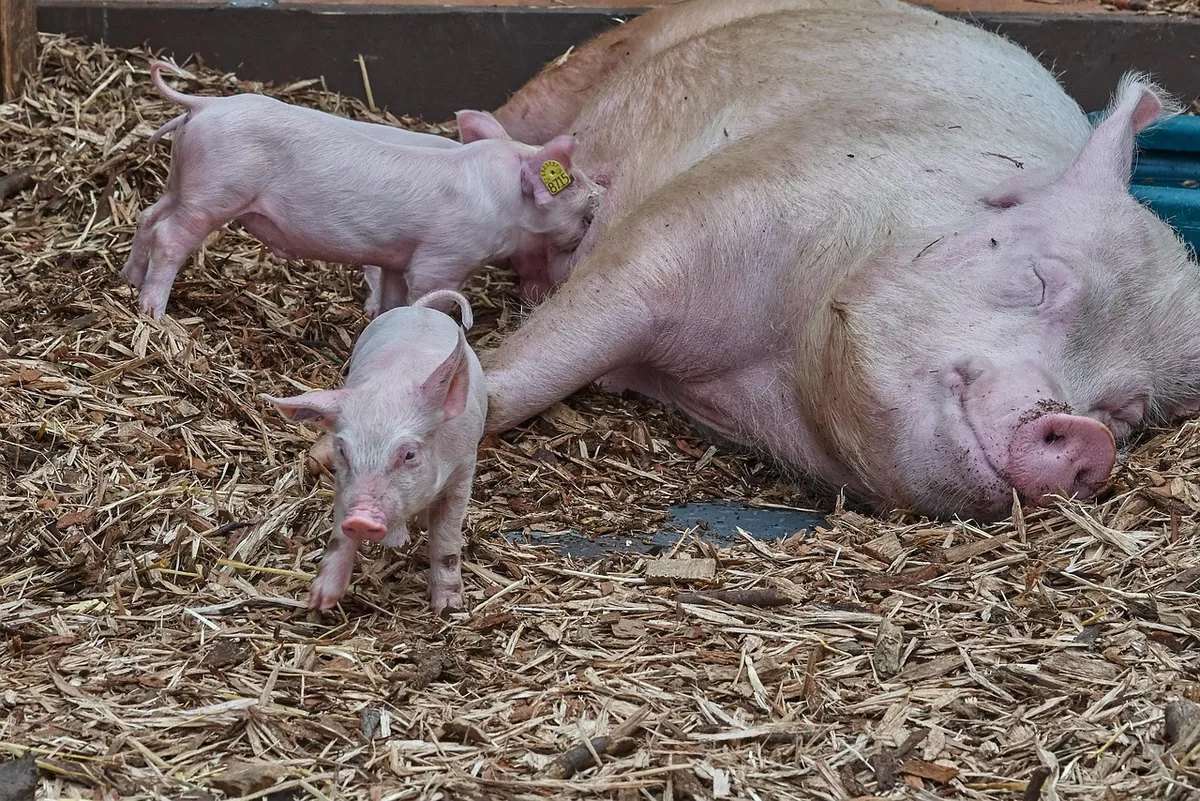 pig, rookie, suckle, piggy, funny, young animals, small, cute, infant, wildpark poing, pig, pig, pig, pig, pig