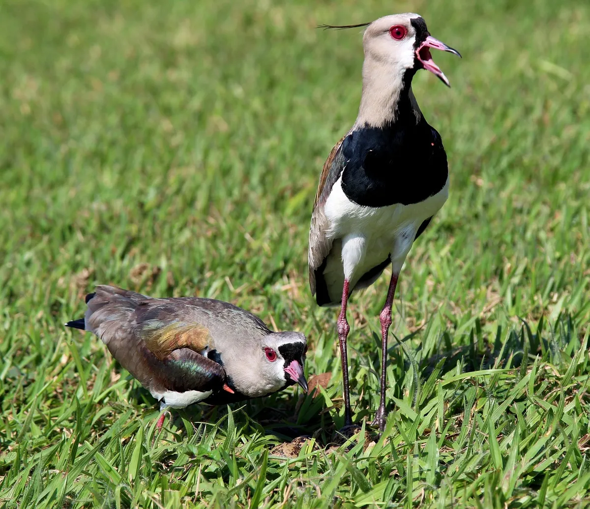 want-want, nature, family, looking, nest, birds, brasileira